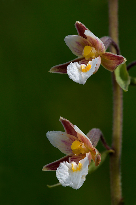 Epipactis palustris